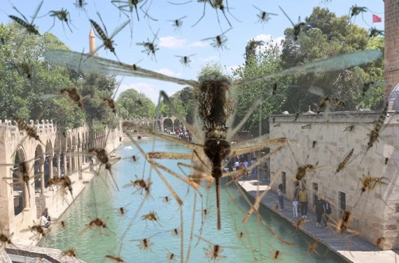 İlaçlama yeterli mi?