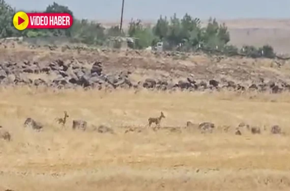 İlk kez bu kadar yakından görüldü