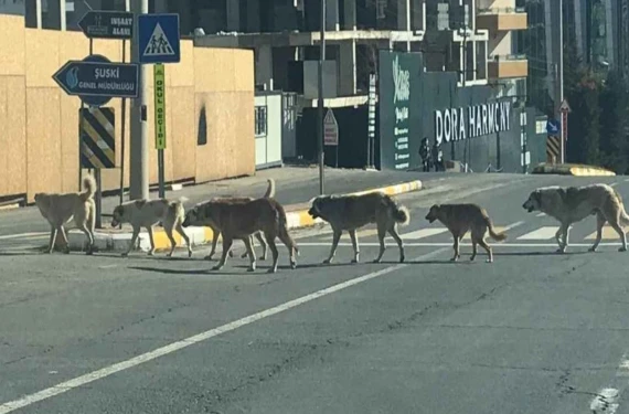 Bakanlık resmen açıkladı!