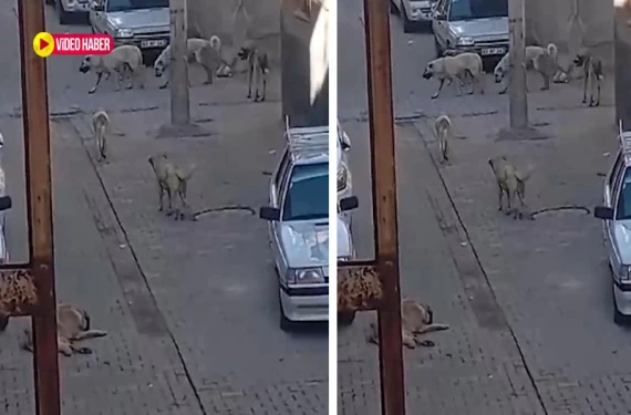 Başıboş köpekler Şanlıurfa'da çocukları tehdit ediyor: