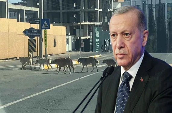 Köpeklerle ilgili bu üç ülkedeki sistem uygulanacak