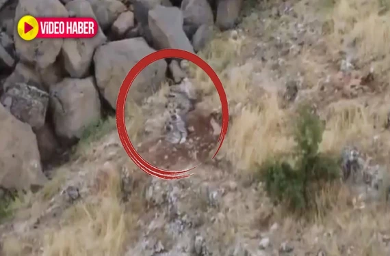 Çizgili sırtlanlar, siğurlar ve domuzlar