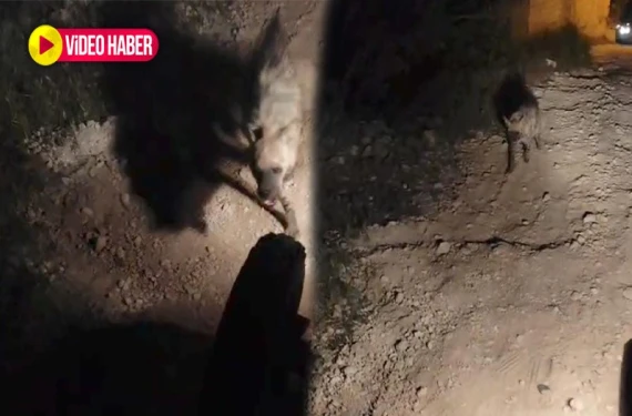 Yoldan geçerken sırtlan saldırdı