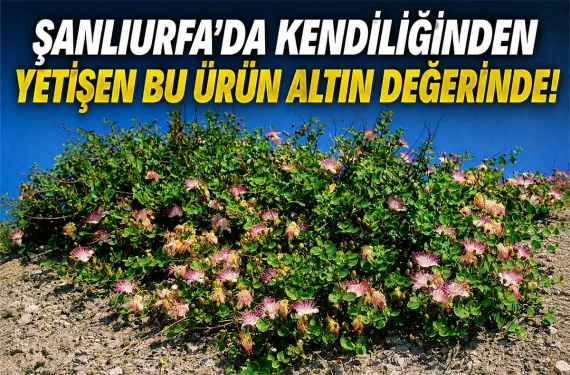 Şanlıurfa'nın burnunun ucundaki büyük hazine