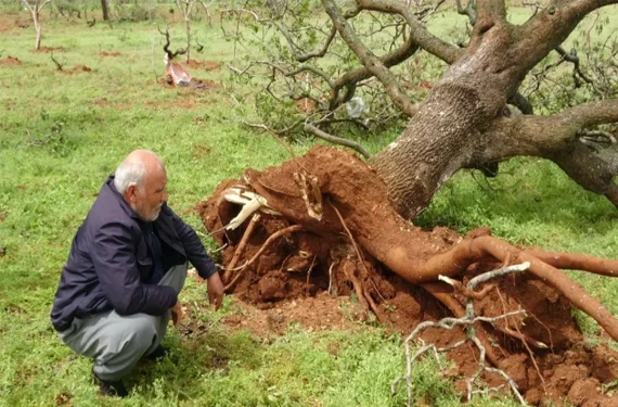 100 yıllık ağaçları bile söküp attı...