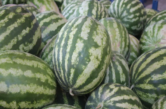 Yazın en tatlı haberi Suruç'tan geldi!