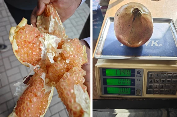 Tek başına neredeyse 2 kilo!