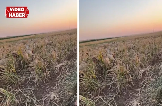 Şanlıurfa’da acı tablo: