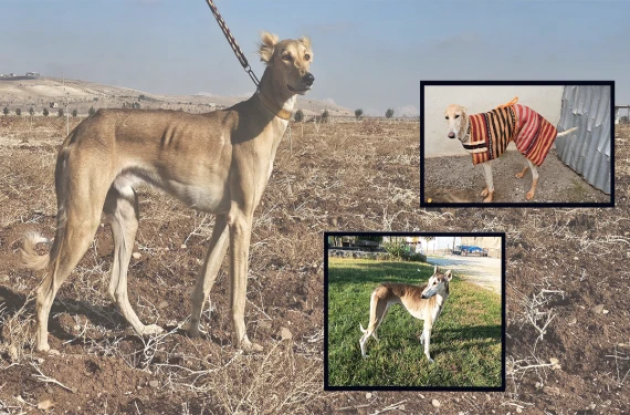 3 tazı 1 tavşanın peşinde