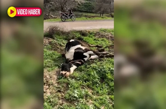 Şanlıurfa’da elektrik teli koptu: