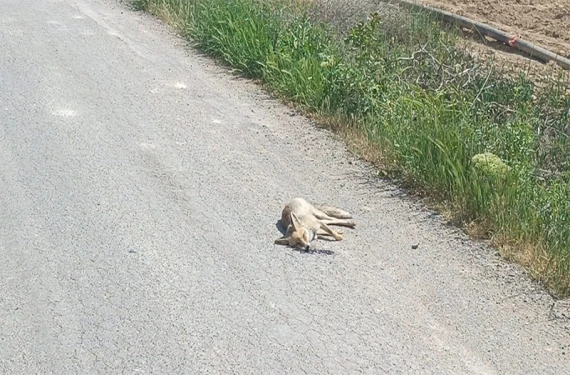 Karaköprü’de ilginç kaza: