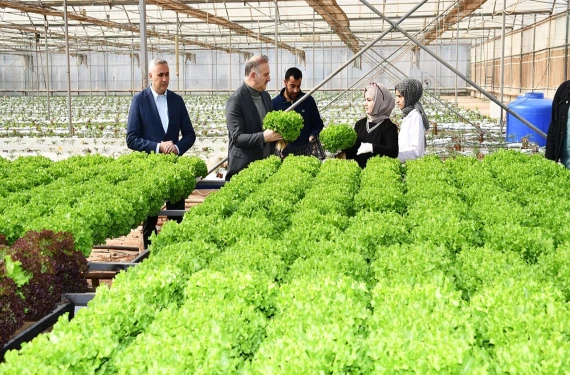 Hasat heyecanı...