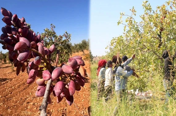 Üreticilerden baklavacılara çağrı