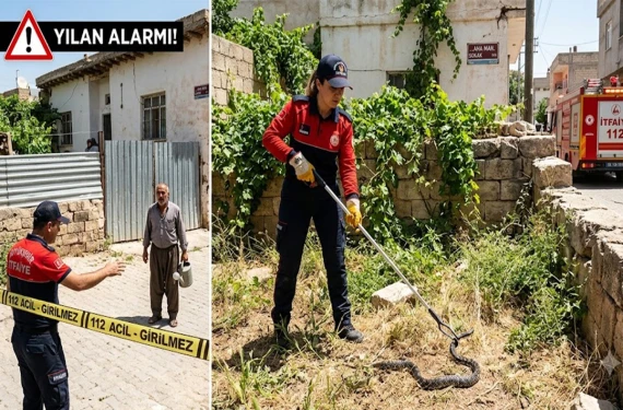 Güneşlenmeye çıktılar