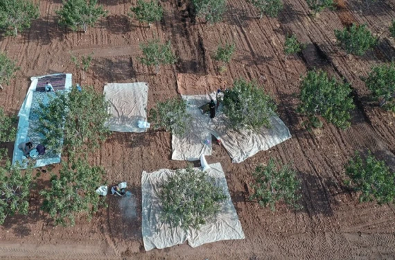 Urfa'da önce toplayıp sonra kurutuluyorlar