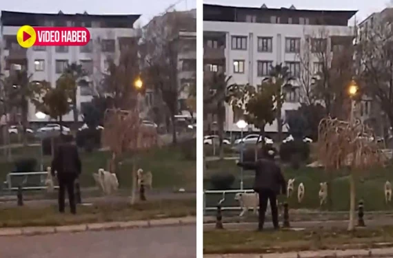 Sürü halinde...