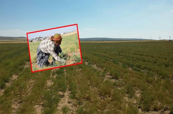 Şanlıurflalıların yeni gözdesi:
