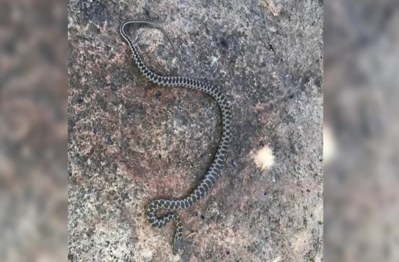 Derin uykuya dalacaklar