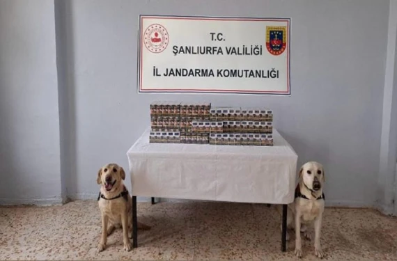 Dedektör köpek buldu