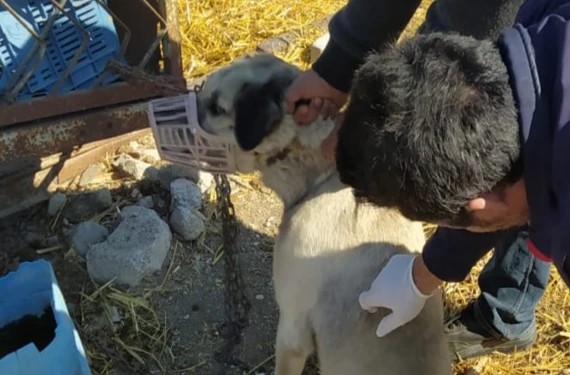 Kaymakamlıktan 'kuduz vakası' açıklaması!