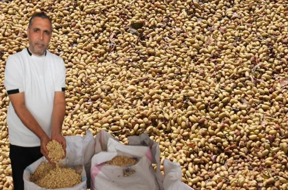 Rekolte düşük fiyat yüksek!