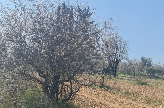 Baharı erken karşıladık