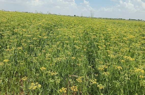 Harran'da ekimi yapıldı