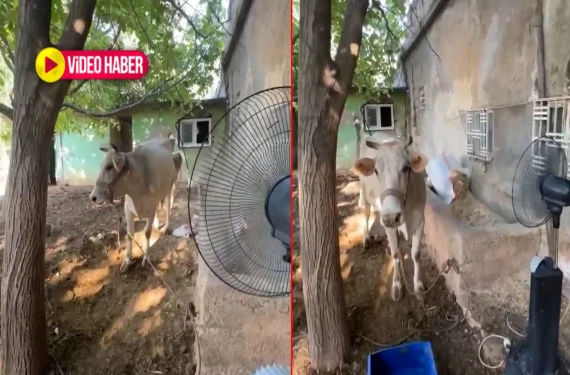 Görenler hem güldü hem şaşırdı…