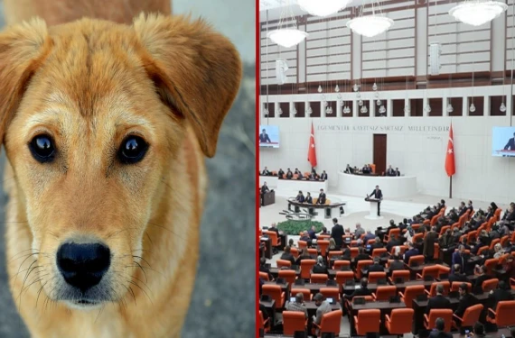 “Yasayıgeriçek” dediler: