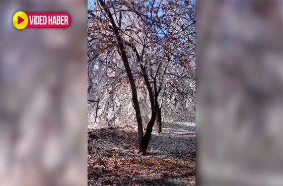 Ağaçlar buz kesti...