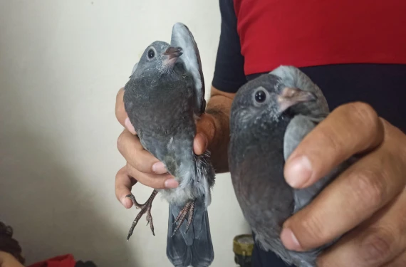 Havalandırma boşluğuna düştüler...