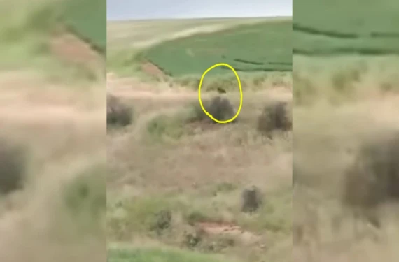 Kim görse ödü kopar