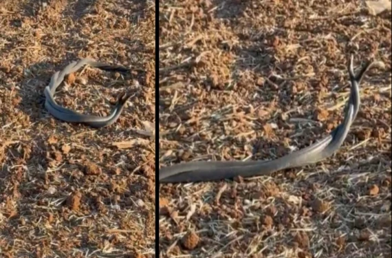 Görenler dilek tutuyor!