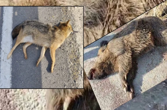 Yaban domuzu, çakal...