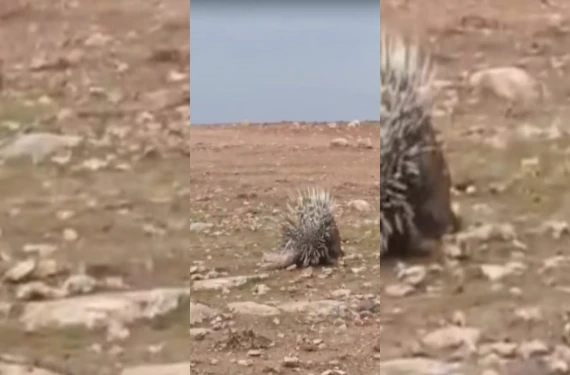 Şanlıurfa'da nadir görülüyor...