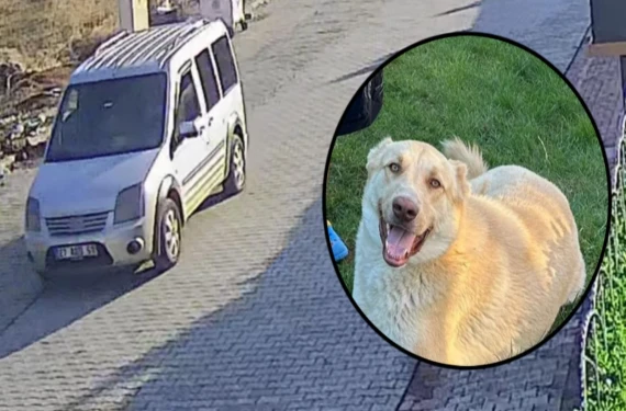 Şanlıurfa'da köpek hırsızlığı iddiası!