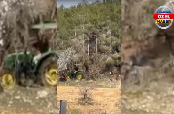 'Kaçak' değil ihale usulü kesim...