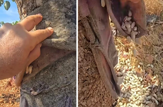 Ağlatmadı, güldürdü