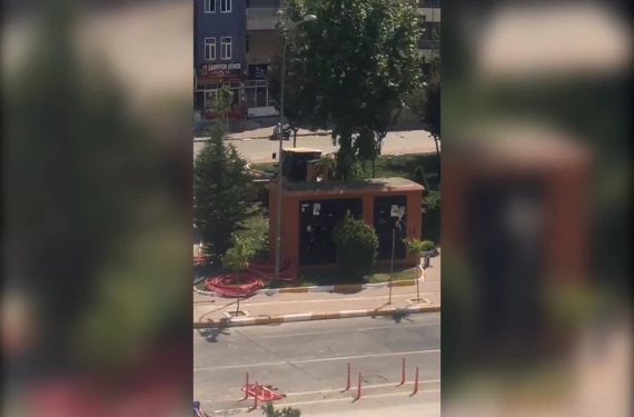 Şanlıurfa'da ağaçtan kıymetsizi yok!