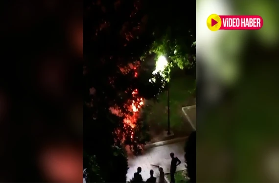 Ağacı ateşe verip izlediler