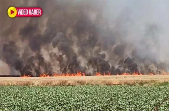 Bin dönümlük buğday tarlası kül oldu