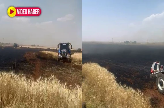 230 dönüm buğday kül oldu