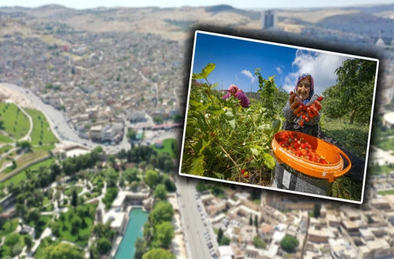 Mansiyon ödülü aldı