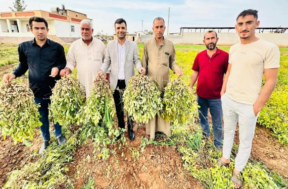 Şanlıurfa’daki alternatif ürün dönümünde 500 kilo veriyor