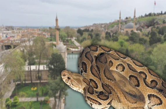 Şanlıurfa’da hangi yılan türleri yaşıyor?