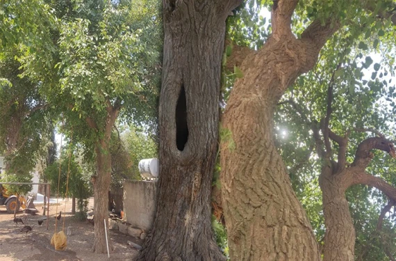 100 yıllık ağaç hala ayakta