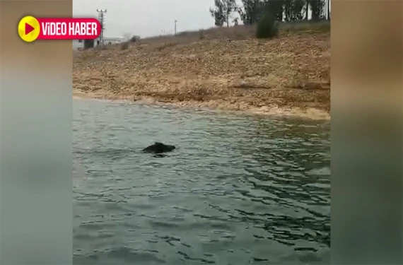 Şanlıurfa’da görenler gözlerine inanmadı: