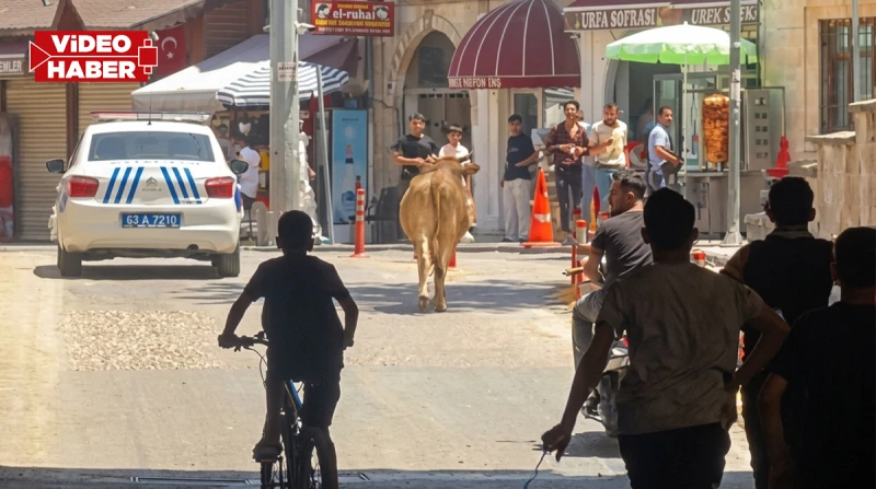 Şanlıurfa’da tarihi çarşıyı birbirine kattı! Zor anlar yaşattı