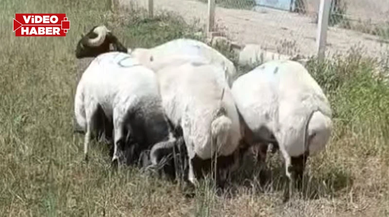 Şanlıurfa’da her yerde koyunlarını arıyor!