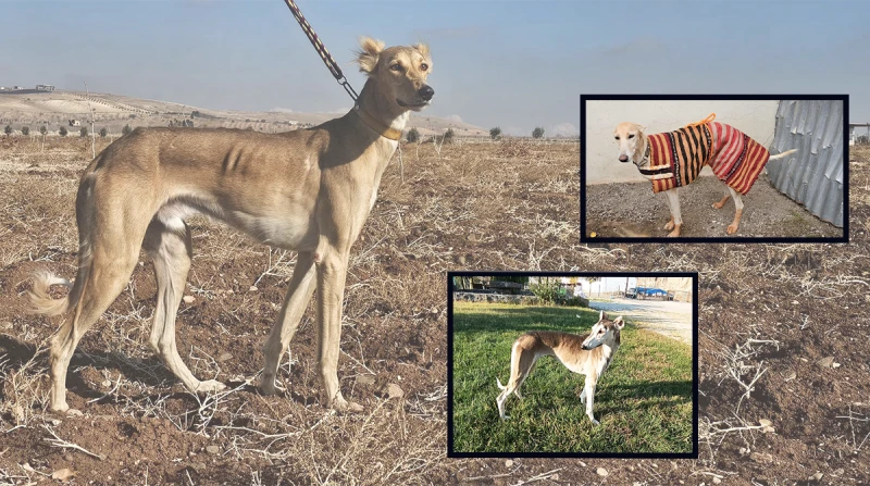 Şanlıurfa kırsalında nefes kesen kovalamaca! 3 tazı 1 tavşanın peşinde